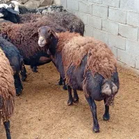 میش هترو افشاری جنس خالص