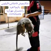 سمپاشی سوسک ساس سم پاشی مورچه طعمه گذاری موش