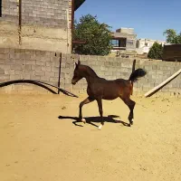 اسب دوسر عرب مصری