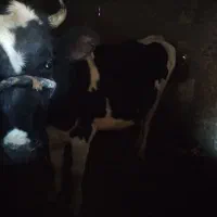 گاو|حیوانات مزرعه|ارمند, |دیوار