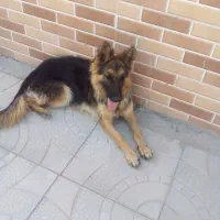 سگ ژرمن ماده باپاکوتانر|سگ|بم, |دیوار