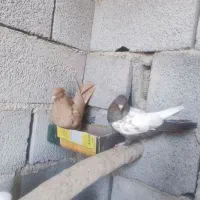 پرنده