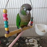 طوطی گرینچیک