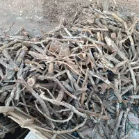 کنده پسته