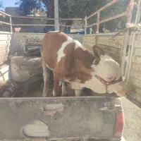 گاو ۲دندان سمینتال ۸کیلو شیر با گوساله نر سمینتال