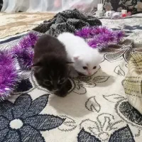 گربه پرشین سوپر فلت