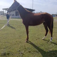 فروش  اسب|اسب و تجهیزات اسب‌سواری|گنبد کاووس, |دیوار