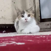 واگذاری بچه گربه