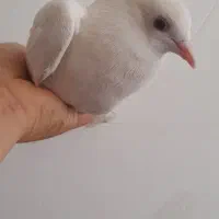 کبوتر دم چتری