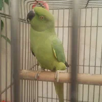 طوطی نژاد سوپر درشت مایل به زرد ملنگو