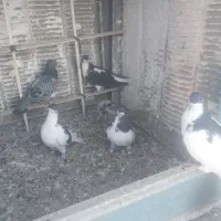 ۷ الی ۸تا رنگی غلط|پرنده|محمدیه-قزوین, |دیوار