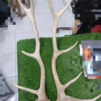 فروش یکجا، مجموعه ای از پوست و شاخ و سنگواره