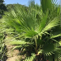 پالم واشنگتن