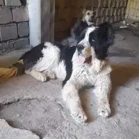 سگ گمشده|حیوانات|فریدونشهر, |دیوار