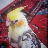 عروس هلندی گم شده