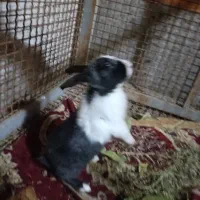 فروش خرگوشی خیلی خوشگل و باهوش|موش و خرگوش|یاسوج, |دیوار