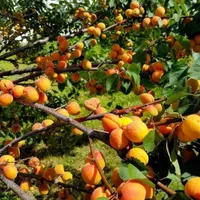 فروش عمده و جرئی انواع نهال میوه|خدمات باغبانی و درختکاری|کرج, برغان|دیوار