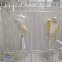 سه عدد قناری موزایکی اورجینال