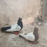کبوتر جفت سینه به ضمانت