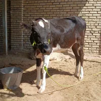 حلاف1|حیوانات مزرعه|اهواز, کیانشهر|دیوار