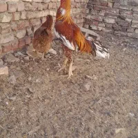 خروس لاری و یه مرغ ولایتی