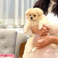 حیوان خونگی