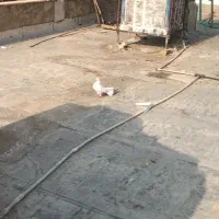 تعدادی کبوتر ناجلد|پرنده|سمنان, |دیوار