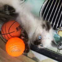 بچه گربه اسکاتیش