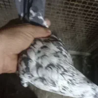 کبوتر کاشونی