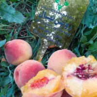 خریدمطمئن و اینده دار از نهالستان رویش نهال