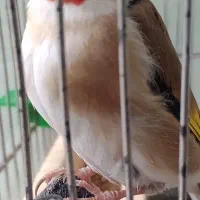 سهره دهندار