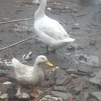 تخم غوغاز سفید|حیوانات مزرعه|علیآباد کتول, |دیوار