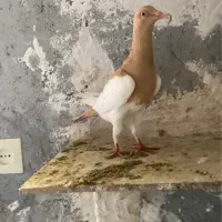 کبوتر یهودی