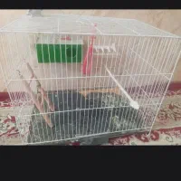 قفس پرنده