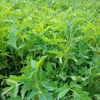 شتیل گوجه|گل و گیاه طبیعی|چهاربرج, |دیوار