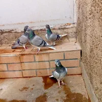 دمگیر .خرقه|پرنده|اصفهان, لاله|دیوار