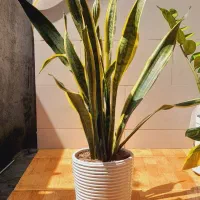 گل و گیاه طبیعی