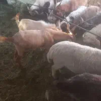 فروش عنوان گوسفند بره کره نرس...