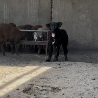 توله قهدریجانی