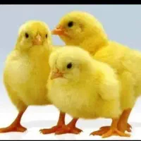 کارگر ساده مرغداری