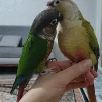طوطی گرینچیک جفت