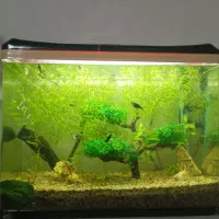 فروش آکواریوم شیشه خم|ماهی|اشنویه, |دیوار