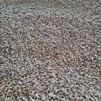 گندم سالم سیلو ۵۰۰ تن