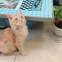 گربه نارنجی گمشده|گربه|زنجان, |دیوار