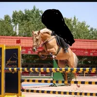 مادیان پرشی ترکمن آخال