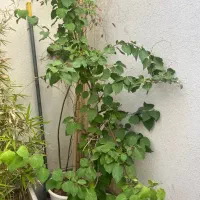 گل بامبو مرجان|گل و گیاه طبیعی|شیراز, درکی|دیوار