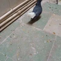 فروش کبوتر