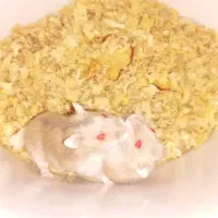 همستر کمپل مینیاتوری