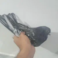 نر هفت رنگ