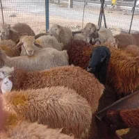 گوسفد زنده در اسلام شهر